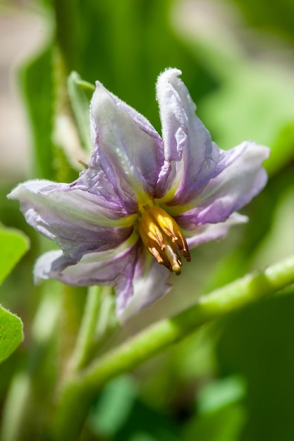 Foto bloem van aubergine