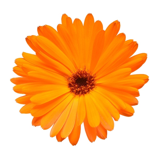 Bloem van calendula officinalis geïsoleerd op een witte achtergrond. Goudsbloemen, geneeskrachtige planten. Gouden bloemblaadjes. Plat lag, bovenaanzicht. Bloemmotief, object