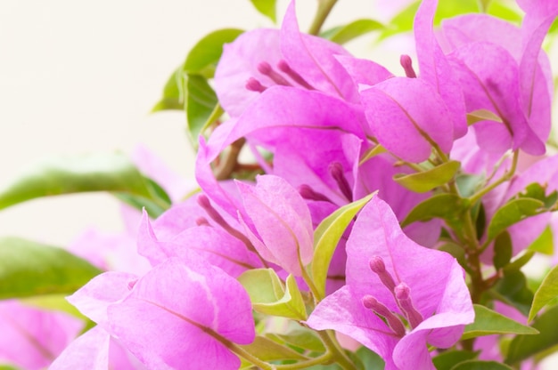 Bloem van close-up de roze bougainvillea