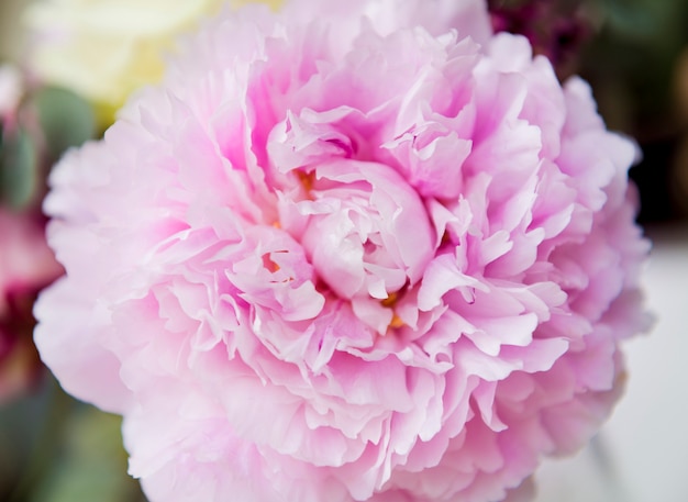 Bloem van close-up de Verse Echte Roze Anjer