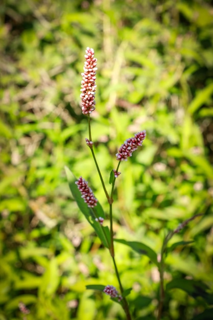 Bloem van damesduim of Persicaria maculosa plant, boekweitfamilie. Close-up macrobloem.