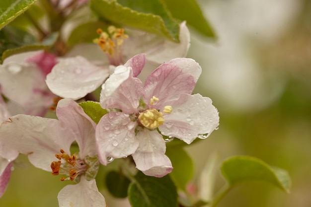 Bloem van de appelboom bloeit in het voorjaar in de teelt van appelboomgaarden voor de productie van biologische appels