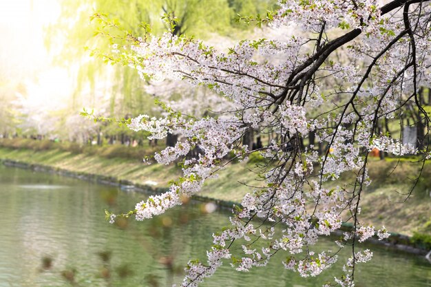 Bloem van de close-up de mooie kers of Sakura-bloem op aardachtergrond.