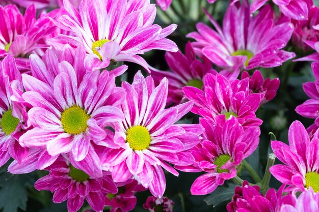 Bloem van de close-up de mooie roze chrysant