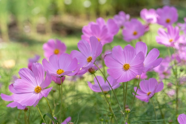 Foto bloem van de close-up de roze kosmos in het gebied.