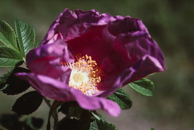 Bloem van dogrose. Mooie bloemen van dogrose bloei in de lente