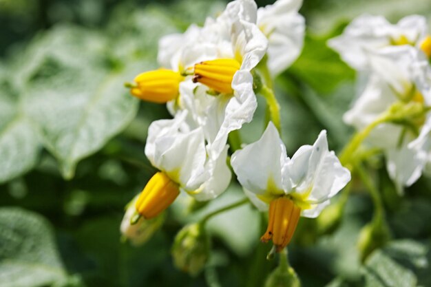 Bloem van een bloeiende aardappelplant