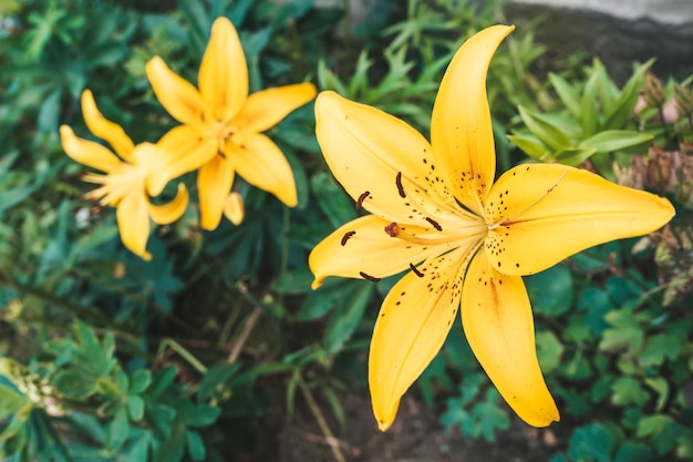 Bloem van een gele lelie die in de zomertuin groeit