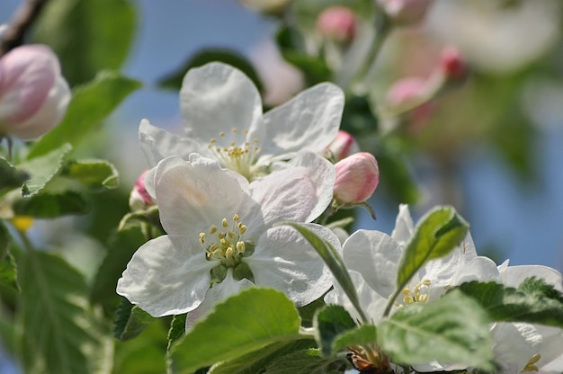 Foto bloem van een mooie vorm