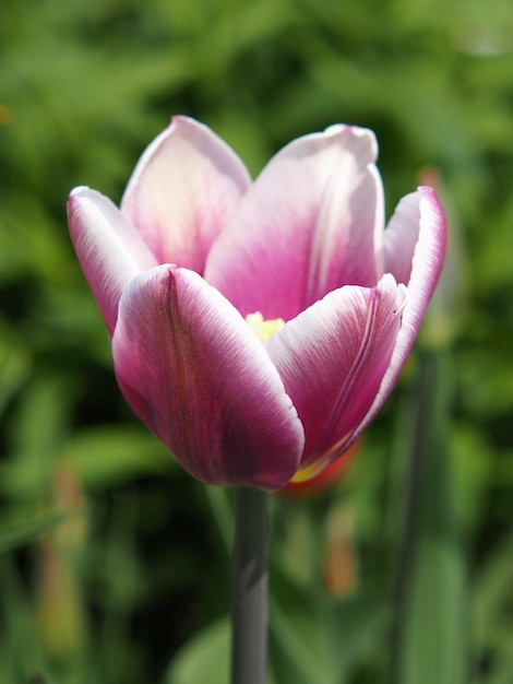 Bloem van een rood-wit tulp close-up. Leningrad regio, Rusland.