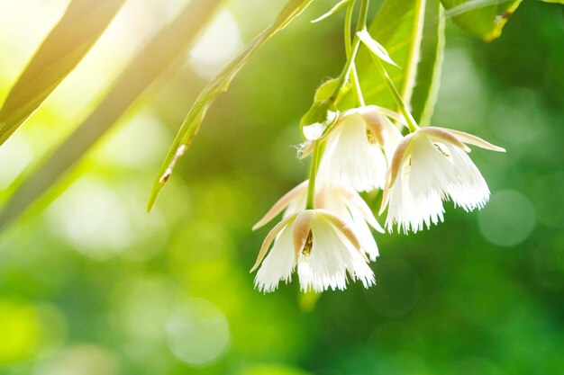 Foto bloem van fairy petticoats lelietje-van-dalen in de tuin