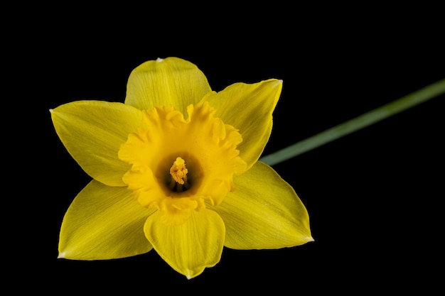 Bloem van gele Narcis narcissen geïsoleerd op zwarte achtergrond