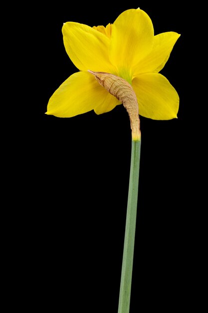 Foto bloem van gele narcissus geïsoleerd op zwarte achtergrond