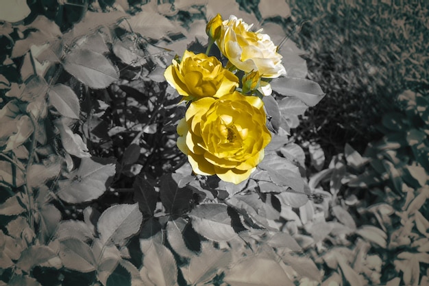 Bloem van gele roos in de zomertuin Gele rozen met ondiepe scherptediepte Mooie roos in de zon Gele tuinroos op een struik in een zomertuin Bloemstruik