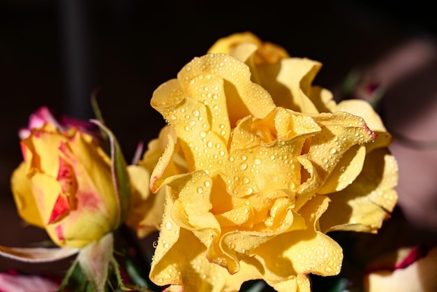 Bloem van gele roos in de zomertuin Gele rozen met ondiepe scherptediepte Mooie roos in de zon Gele tuinroos op een struik in een zomertuin Bloemstruik