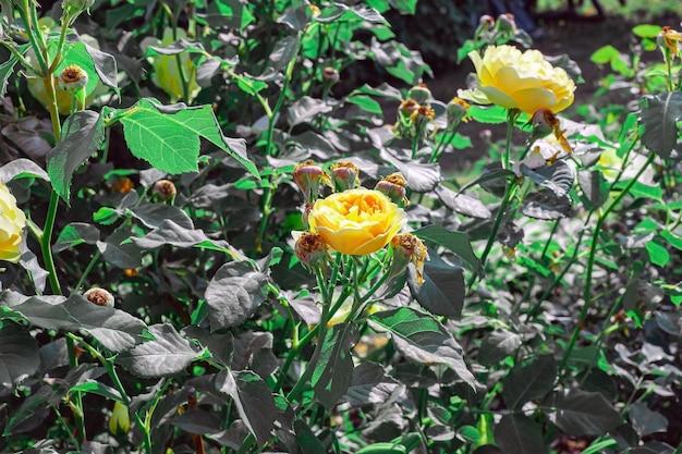 Bloem van gele roos in de zomertuin Gele rozen met ondiepe scherptediepte Mooie roos in de zon Gele tuinroos op een struik in een zomertuin