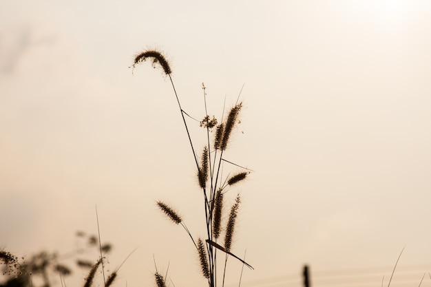 Bloem van gras.