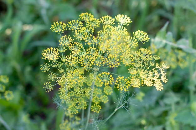 Bloem van groene dille venkel groene achtergrond met bloemen van dille