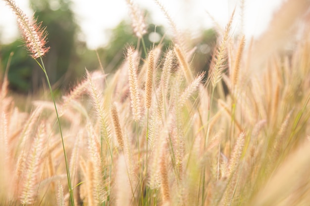 bloem van het gras