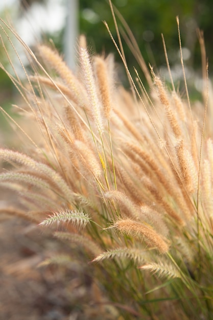 bloem van het gras