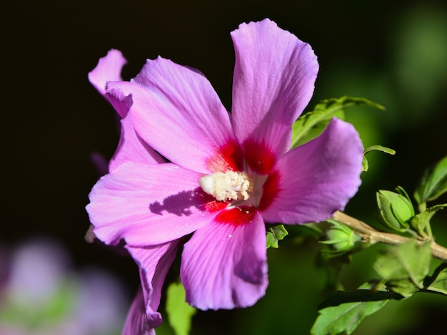 Bloem van hibiscus