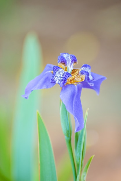 Bloem van Iris, mooie blauwe irisbloem in de ochtendzon in het voorjaar in Brazilië, selectieve focus.