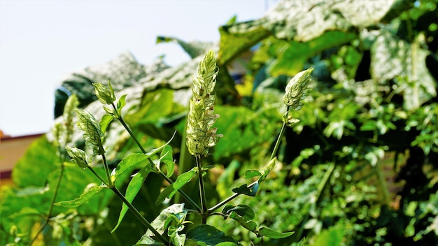 Bloem van Justicia betonica ook bekend als eekhoornstaartpapierpluim