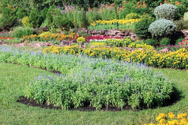 Bloem van kleurrijk op aanplanting.