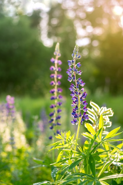 Bloem van lupine in het veld