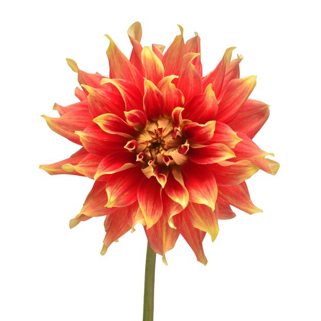 Bloem van mooie oranje dahlia macro natuur geïsoleerd op een witte achtergrond. Bloemmotief, object. Botanisch, concept, idee.