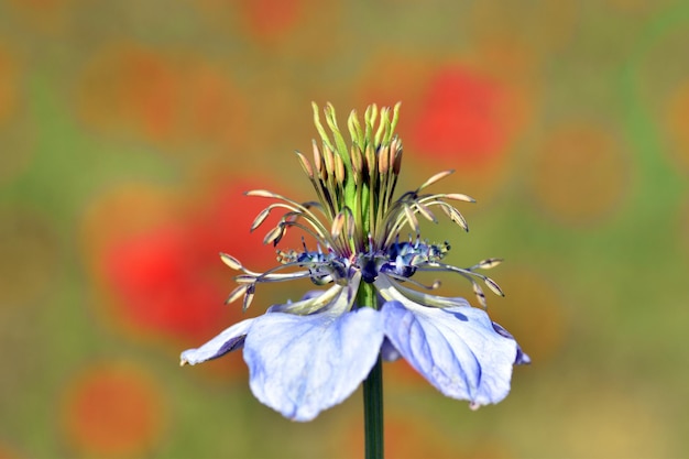 Bloem van Nigella gallica een wildland onkruidplant