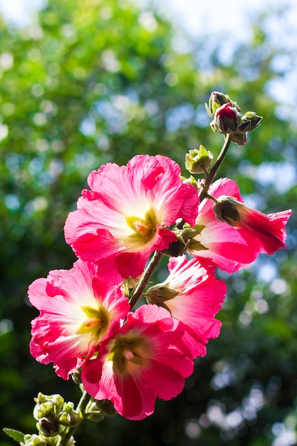 Bloem van rode malveclose-up op vage bomen