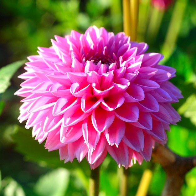 Bloem van roze dahlia's en knoppen in de tuin op de bloembedden