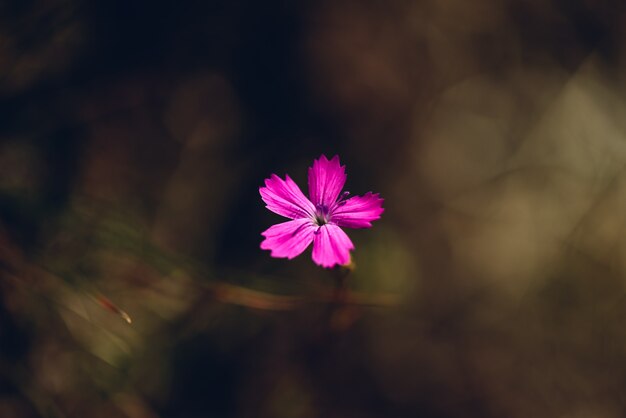 Bloem van roze dianthus op de weide