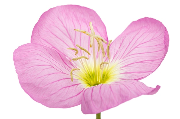 Bloem van roze Evening Primrose lat Oenothera geïsoleerd op een witte achtergrond