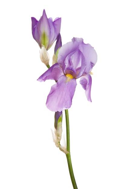 Bloem van roze iris geïsoleerd op een witte background