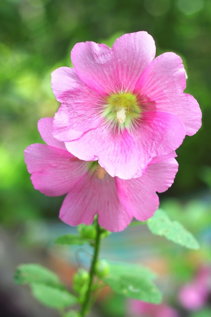 Bloem van roze kaasjeskruid