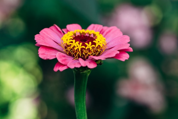 bloem van roze Zinnia close-up.