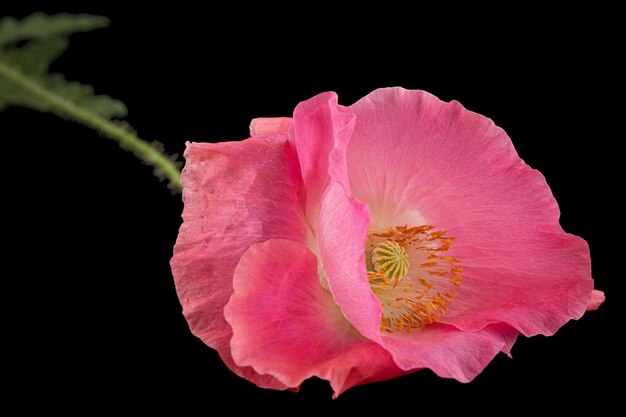 Bloem van rozenpapaver lat Papaver geïsoleerd op zwarte achtergrond