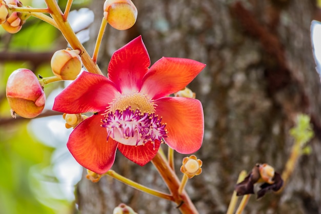 Bloem van shorea robusta of sala-flora op kanonskogelboom.