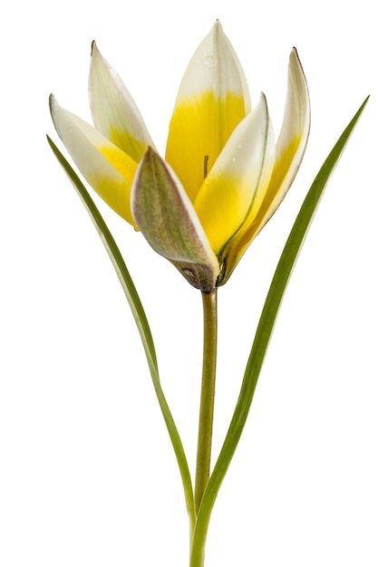 Bloem van tulp botanische latTulipa botanische geïsoleerd op witte achtergrond