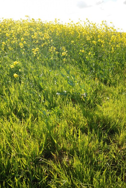 Bloem van verkrachting