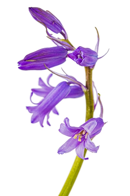 Bloem van wilde hyacint lat Hyacinthoides hispanica geïsoleerd op een witte achtergrond