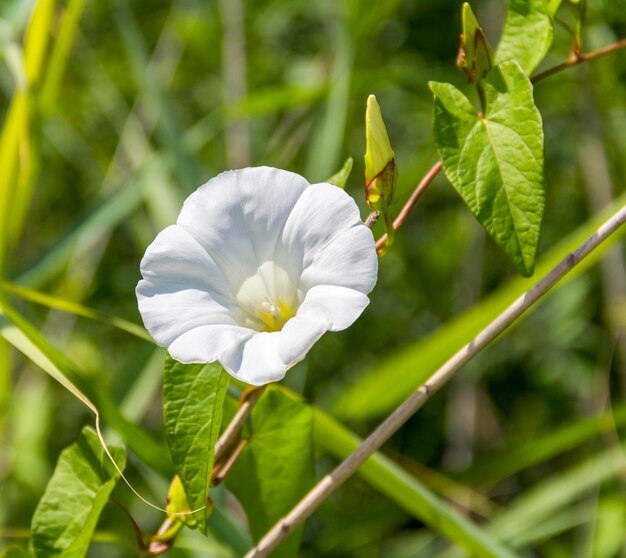 Foto bloem van witte bindweed