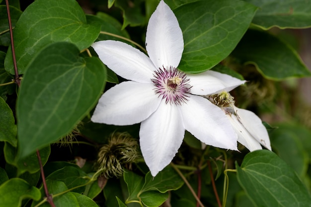 Bloem van witte clematis in de lentetuin