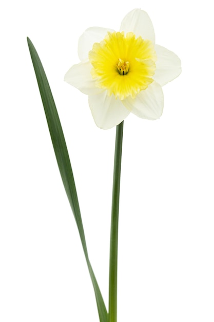 Bloem van witte Narcis narcissen geïsoleerd op een witte achtergrond