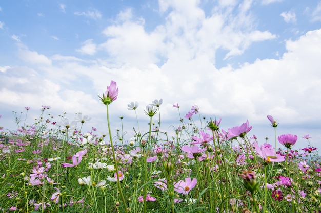 Bloem veld achtergrond