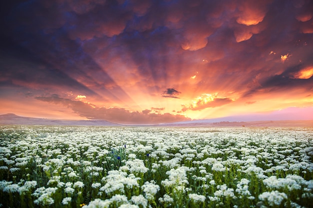 Bloem veld en zonsondergang