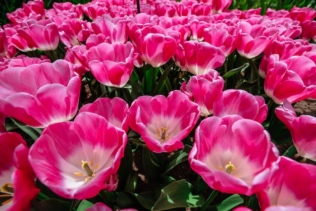 Bloem veld met kleurrijke tulpen. Tulipa Innuendo.