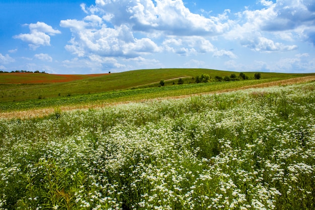 Bloem veld op een zonnige dag